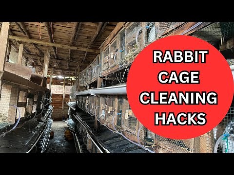 The Secret to Fast and Effortless Rabbit Cage Cleaning