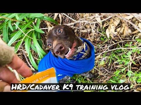 Cadaver Dog Training Vlog | Human Remains Detection | Scent Detection Search and Rescue Dogs