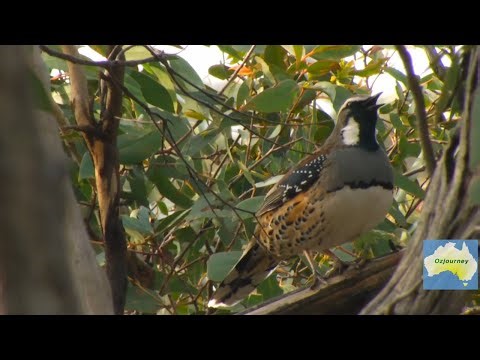 Spotted Quail-thrush, Wonnangatta valley,