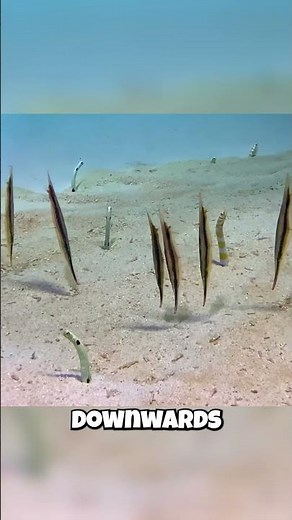 The Fish That Swims UPSIDE DOWN?! 🤯