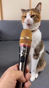 Cat 😺original voice #shorts #catvoice #cat #funnycat #FunnyCats #funnycatpics #catlife #funnyreelsdaily #funnyanimalmoments #funnyanimalvideos #catlovers #funnycatsmeow #funnyanimalsclips #funnycatsofinstagram #catsoftiktok #funnyanimal #catloversclub #cats #funnyanimalmemes #funnyreactions #catchandrelease #cutecat #CuteCatClub #cutecats #cutecatcrew #cutecatvideos #cutecatskittens #cutecatsofinstagram #reelschallenge #reel #reelsfbシ | Funny Animals Uk