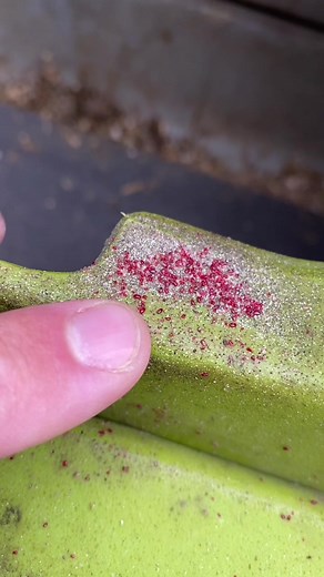 Dealing with Bird Mites: A Guide for Chicken Keepers