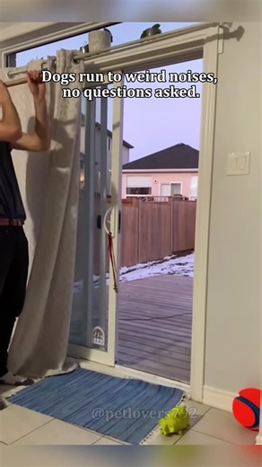 The Power of Sounds: How to Communicate with Your Dog