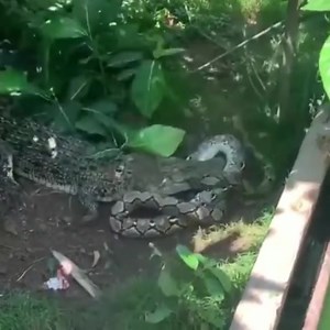 121K views · 35 reactions | Crocodile attack python 50 | We Learn | Facebook