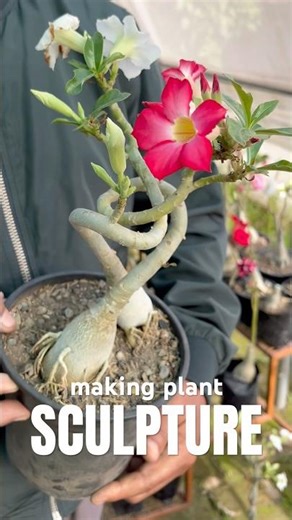 making plant SCULPTURE #plantart #adenium #creativeideas #plantdecor #desertrose #adeniumcare