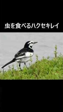虫を食べるハクセキレイ #shorts #ハクセキレイ #癒し