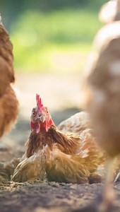 70 reactions | What is a dust bath, and do my chickens need one? 樂 A dust bath is essentially a “bath” your birds will take in dry dirt. They’ll flop around looking as if they’re dying. But don’t be alarmed! They’re okay. They might even be blissfully happy. Plus, this helps to repel external parasites like mites or lice. Read more about Dust Baths now by reading our blog! https://bit.ly/3XN8kG1 | My Pet Chicken | Facebook