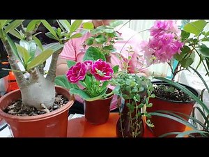 这才是磷酸二氢钾的正确使用方法 用对了是“神药”用错了是毒药