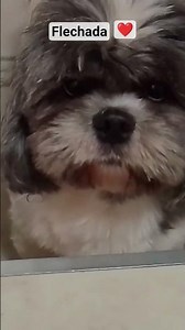 FLECHADA#familia #perros #viralshorts