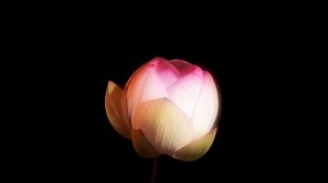 86K views · 5K reactions | HAVASI - Lotus Flower ©2020 HAVASI...