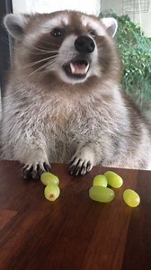 Üzüm yiyen sevimli rakun😊 Cute raccoon eating grapes😊 raccoon_cuddle🎬 | Kesin Bilgi