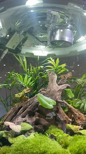 The biOrb AIR Terrarium provides an easy way to grow tropical,...