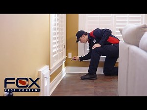 How To Get Rid Of Earwigs | Fox Pest Control