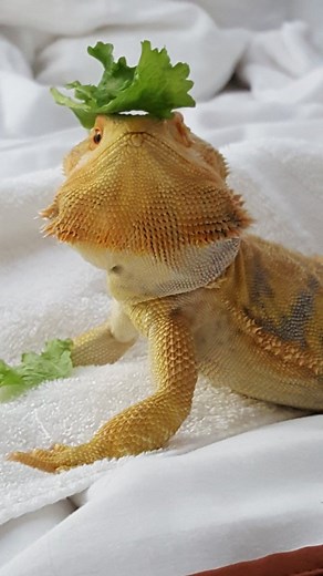 Top 12 Fun Bearded Dragon Facts for Kids