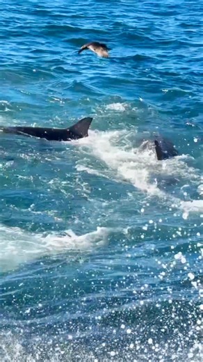 F⚓️CK THE TAXMAN on Instagram: "Australian Taxation Office… 🦈 🎥 @pjmacca90 🇦🇺 Taxman Gear! 🔥🏴‍☠️ fuckthetaxman.com #fishing #shark"