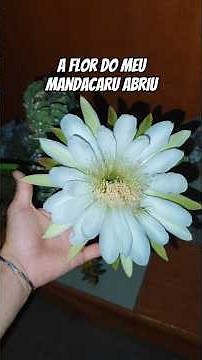 The mandacaru flower is a spectacle! #cactus #mandacaru #northeasternbacklands🌵