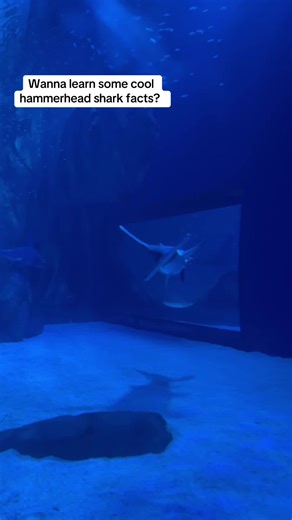 Discovering the Great Hammerhead Shark