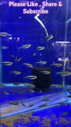 Black Neon Tetra – Elegant Glow for Planted Aquariums 🖤✨