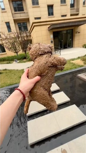 A toy thrown out the window... Today my hard work has won! 💪✨#shorts