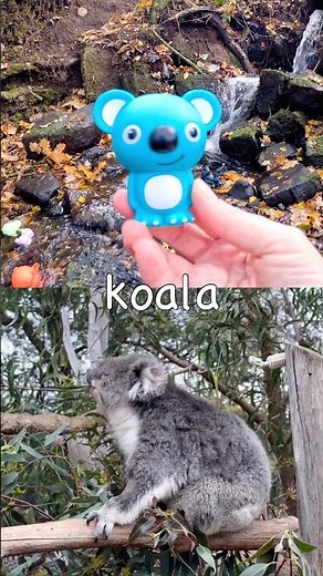 Animal Names | Kids Learn at the Waterfall: Tortoise Hedgehog Cat Koala Capybara