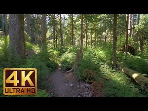 4K Virtual Hike in the Wonderful forest - Middle Fork Trail at Snoqualmie. Part 3-3 HRS Relax Music