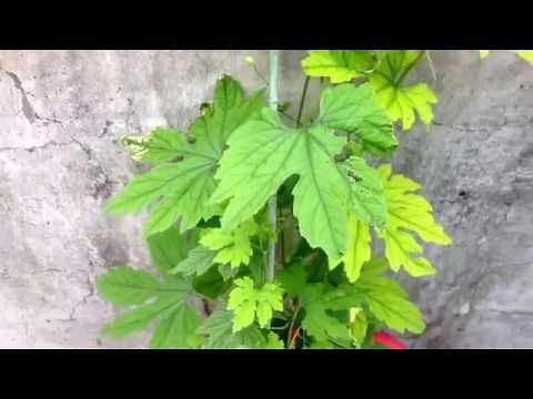 ゴーヤの葉っぱが黄色くなる 薄くなった時 黄緑色など