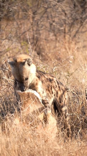 Watch as this naughty hyena chews on the bone of an elephant. A rather unique sighting on safari 🐾🐾❤️ #hyenas #safariguide #hyena #safari #elephant #amazingnature | All Out Safaris