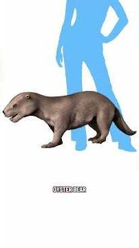 Evolution of baleen whales and seals and sea lions! (Part 7 in marine mammal evolution)