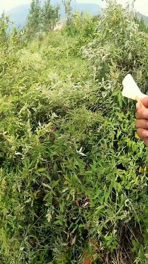 how to catch a grasshopper #tiktok #foryou #insects #grasshopper