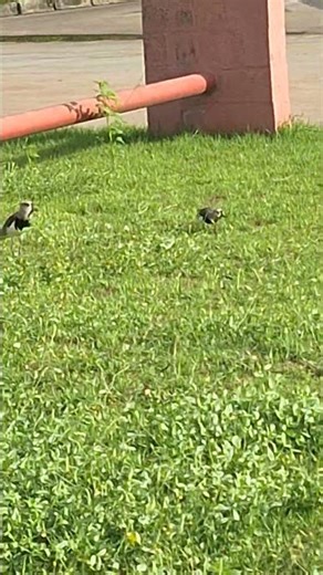 Casal de quero quero!