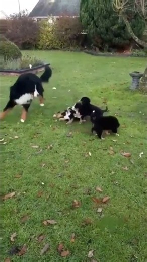Oh, look at this - a beautiful Bernese parent playing with their gorgeous little floofbabies! Is thi