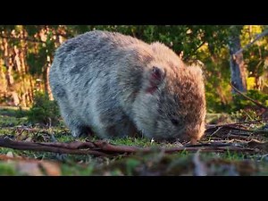 Wombats - Australia's Charming Burrowing Creatures