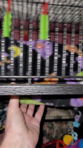 Sugar Gliders Making Noises