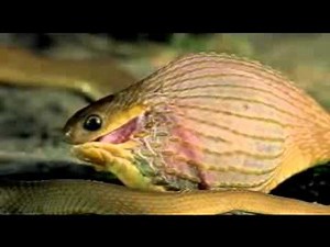 Ei zum Frühstück - Der Schlange und sein Riesenei