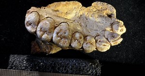 Oldest human fossil found outside Africa rewrites migration timeline