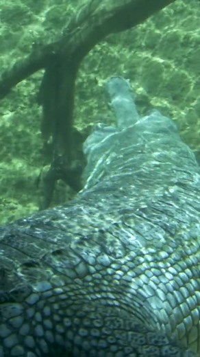 swimming is the gharials' superpower, what's yours? 🦸🏻 #gharial