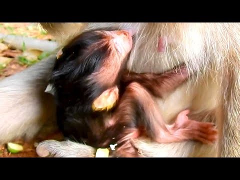 Newborn Baby Monkey With Golden Ears Looks So Adorable