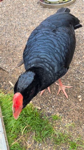 🖤Razor-billed Curassow (Mitu tuberosum) 🖤 A powerful, ground-dwelling cracid of the Amazon Basin, ancient in lineage and essential to forest dynamics. 🧬 Member of the family Cracidae, one of the oldest Neotropical bird lineages. 🪶 Glossy black plumage with subtle greenish iridescence; tail tipped in white. 🧱 Distinctive bright red bill with a swollen, laterally compressed cere (“razor-like” profile), a key diagnostic feature. 🔴 Bare facial skin is red; legs are typically pink to reddish. �