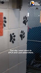 2.5M views · 159K reactions | #Bonita had been in the shelter the longest of all other dogs, and she couldn't have been happier on #AdoptionDay. If you're thinking of adopting, check out your local shelter. Your new best friend might just be there waiting for you! Video Credit: The Dodo www.boundangels.org | Bound Angels | Facebook