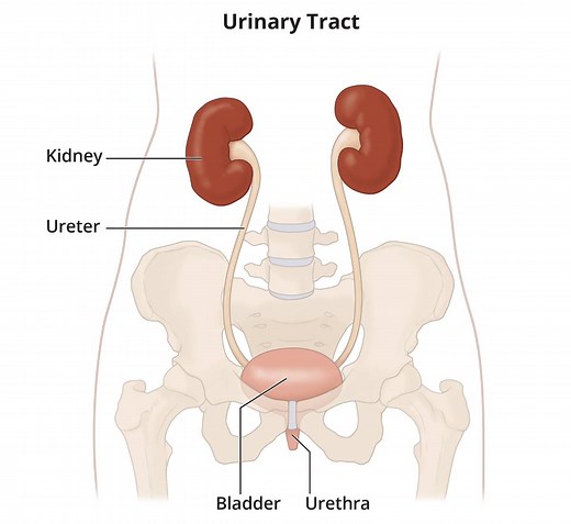 What Is Chronic Kidney Disease in Adults? - NIDDK