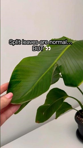 Bird of Paradise Split Leaves ❗ Strelitzia Nicolai Problems #shorts