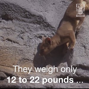 18K views · 209 reactions | These rare animals look kind of like cute kittens, but they are the largest predator on the island of Madagascar ... and they eat lemurs! Check them out at the new Madagascar Forest exhibit at the San Diego Zoo | FOX 5 San Diego | Facebook