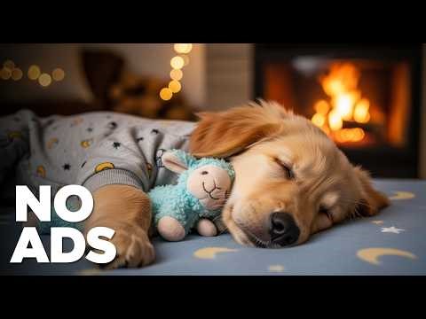 12 Hour Dog Calming Music 🎃🐶 Separation Anxiety Relief & Deep Sleep (No Ads)