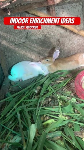Indoor enrichment ideas #shorts #rabbitcare #rabbit #bunny #educationalcontent