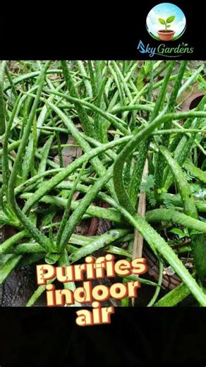 🌿 Plant of the Day – Aloe Vera | Benefits & Care Tips #Plants #Gardening