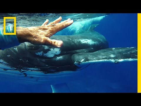 Was This Whale Trying to Save a Diver’s Life? | National Geographic