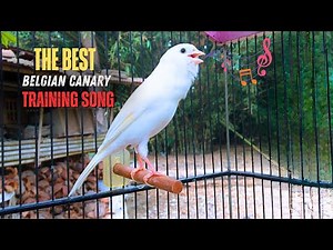 Belgian Canary Tempts All The Canaries to Sing - The Most Magical Training