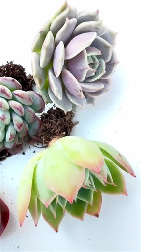 Succulent Christmas Gift Box – 6 Rare Rosette Succulents in Collectible Holiday Tin – Mystery Mix - Etsy