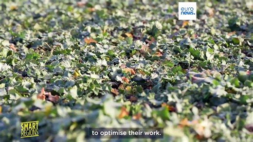 Seeing through the clouds: How radar imagery helps farmers in Poland