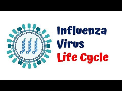 Influenza virus life cycle || Flu virus || 4K Animation video